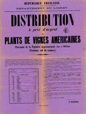 Distribution à prix d'argent des plants de vignes américaines provenant de la pépinière départementale sise à Orléans (terminus sud du tramway) (AMO, 15Fi1538)
