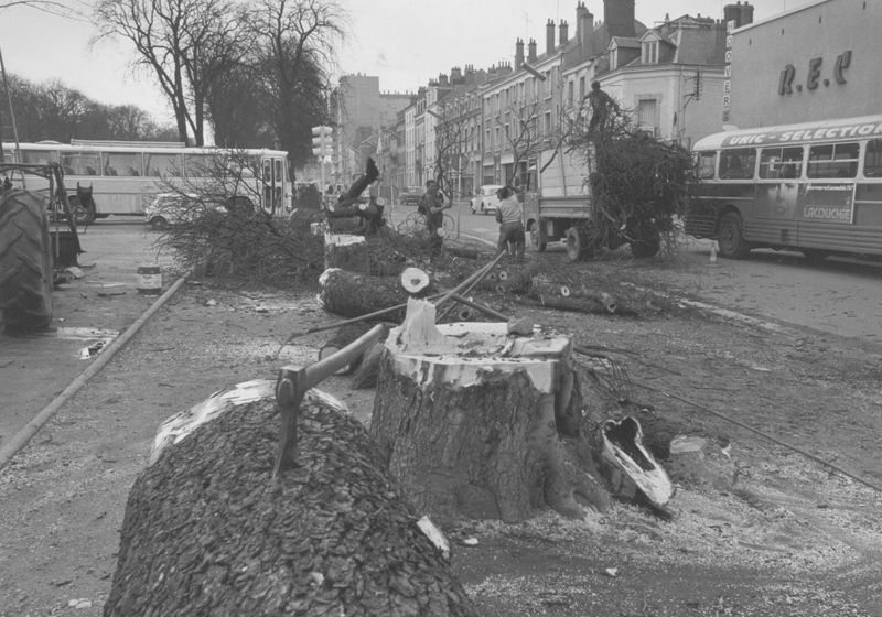 Orléans. Abattage des arbres boulevard Alexandre-Martin pour l'aménagement de places de stationnement. Photographie. 1976. Archives du GEMAO