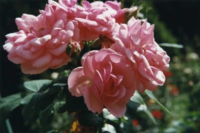 Concours international de la rose 1999 : Manita (3Fi3208)