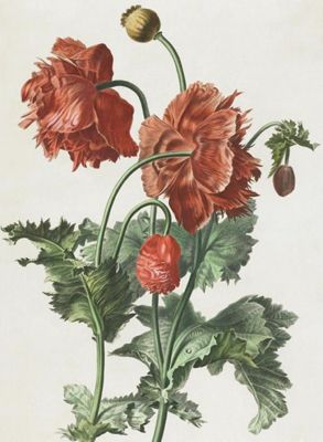 Aquarelle de Gérard van Spaendonck, publié dans Fleurs dessinées d'après nature, 1799-1801.
